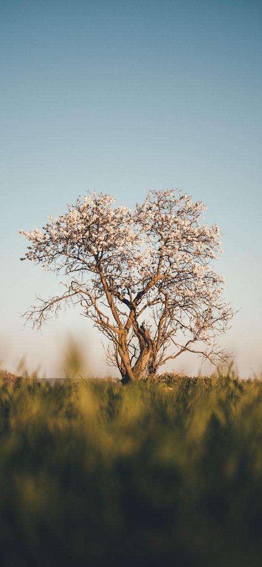 樱桃影视 App 播放界面截图，深色背景上视频画面居中，下方有进度条与清晰度切换按钮